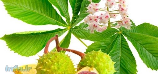 شاه بلوط هندی