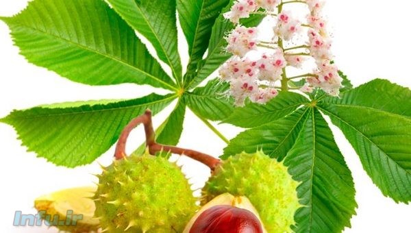 شاه بلوط هندی