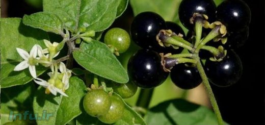 گیاه تاجزیری