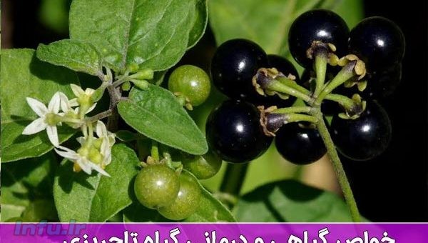 گیاه تاجزیری