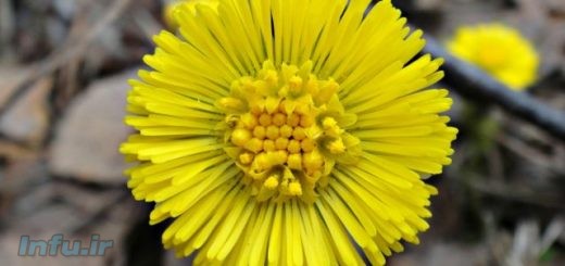 گیاه کلتفوت