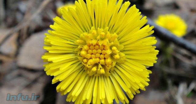 گیاه کلتفوت