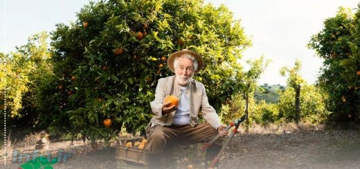 کود مناسب مرکبات